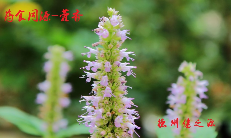 藿香薄荷茶，炎炎烈日的防暑茶