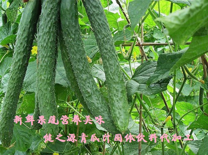 青瓜的六大營(yíng)養(yǎng)價(jià)值，你知道嗎？